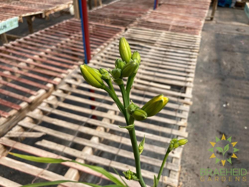 Daylily 'Bakabana' - NO SHIP -