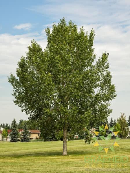 Northwest Poplar - NO SHIP -