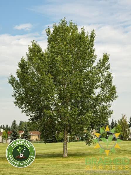 Northwest Poplar - NO SHIP -