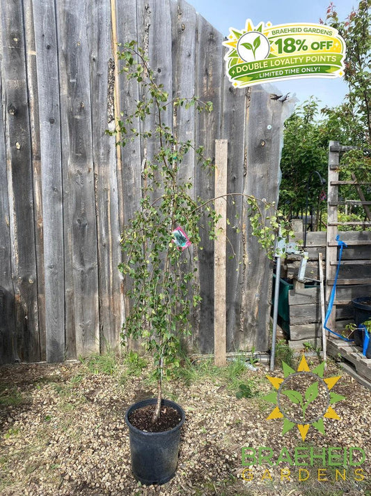Young's Weeping Birch- Tree for sale, Grown in Grande Prairie -Braeheid Gardens Ltd. on Emerson Trail