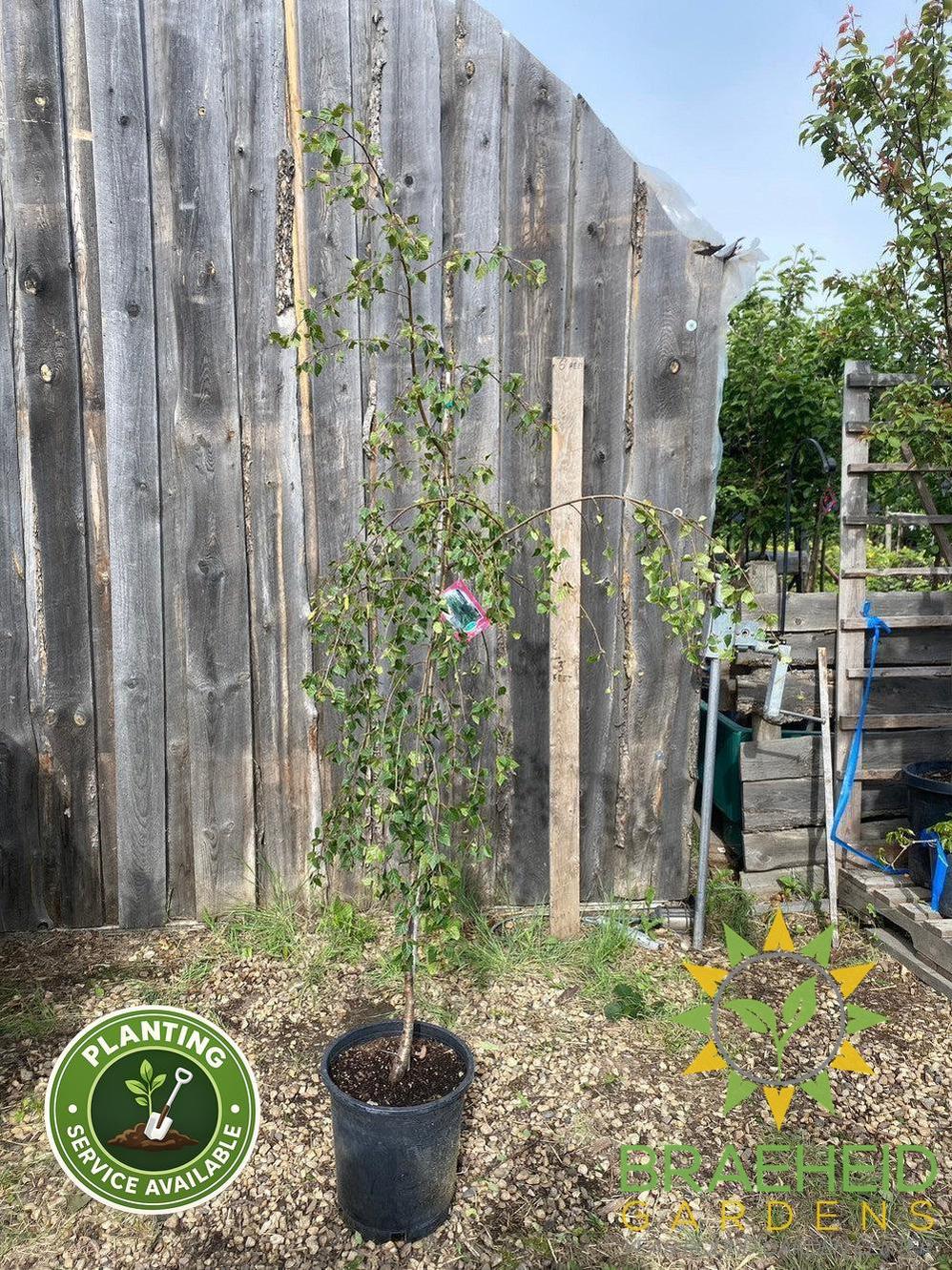Young's Weeping Birch- Tree for sale, Grown in Grande Prairie -Braeheid Gardens Ltd. on Emerson Trail