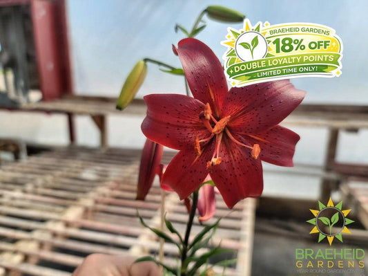 Lilium Tiger Lily 'Red' -NO SHIP-