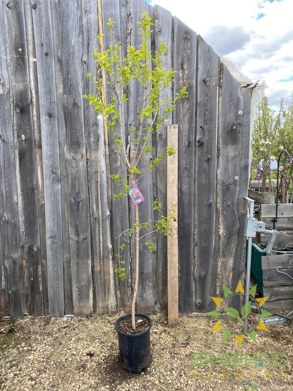 Amur Maple Tree- Tree for sale, Grown in Grande Prairie -Braeheid Gardens Ltd. on Emerson Trail
