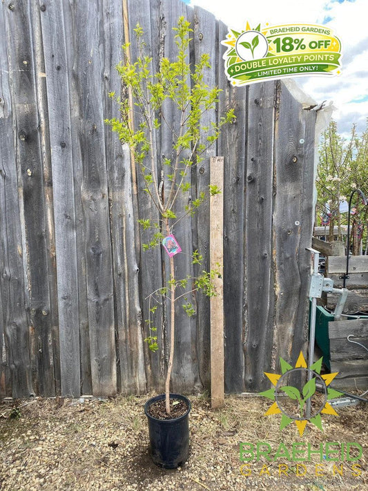 Amur Maple Tree- Tree for sale, Grown in Grande Prairie -Braeheid Gardens Ltd. on Emerson Trail