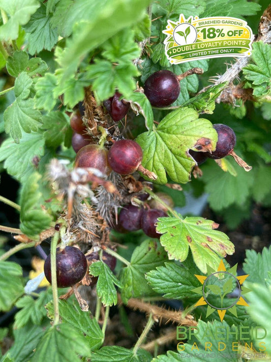 Buy Native Gooseberry an Edible Shrub in Grande Prairie Alberta - Braeheid Gardens Ltd.