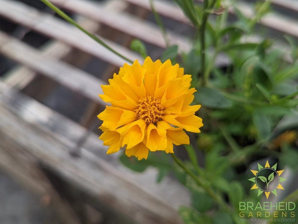 Coreopsis 'Jethro Tull' -NO SHIP-