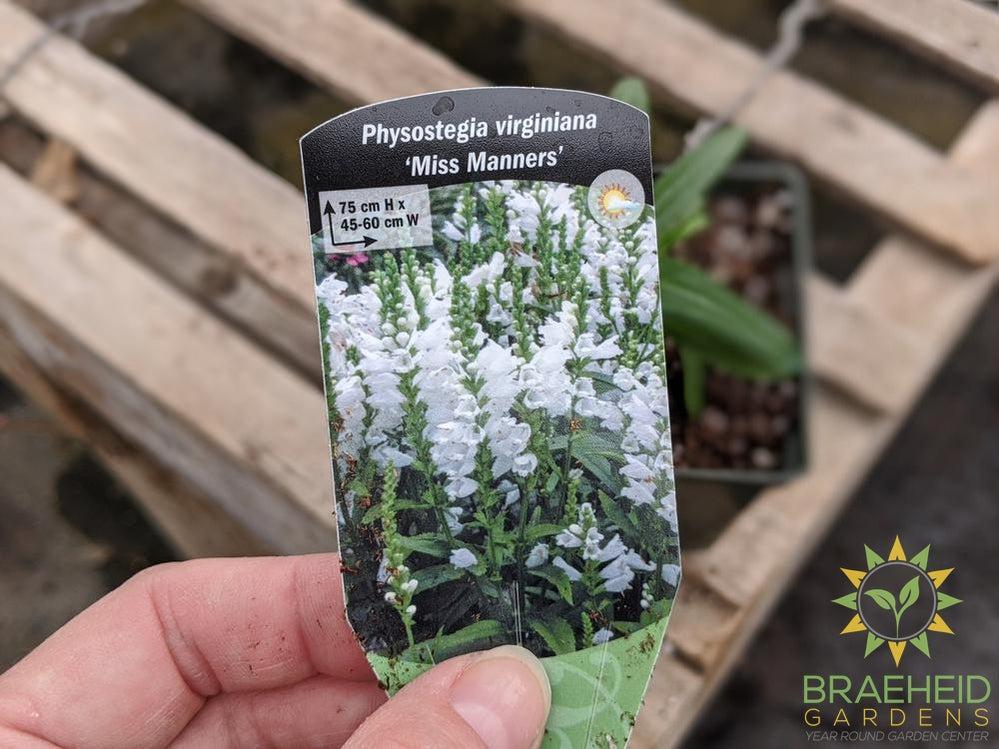 Obedient Plant 'Miss Manners' - NO SHIP -