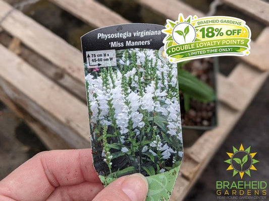 Obedient Plant 'Miss Manners' - NO SHIP -