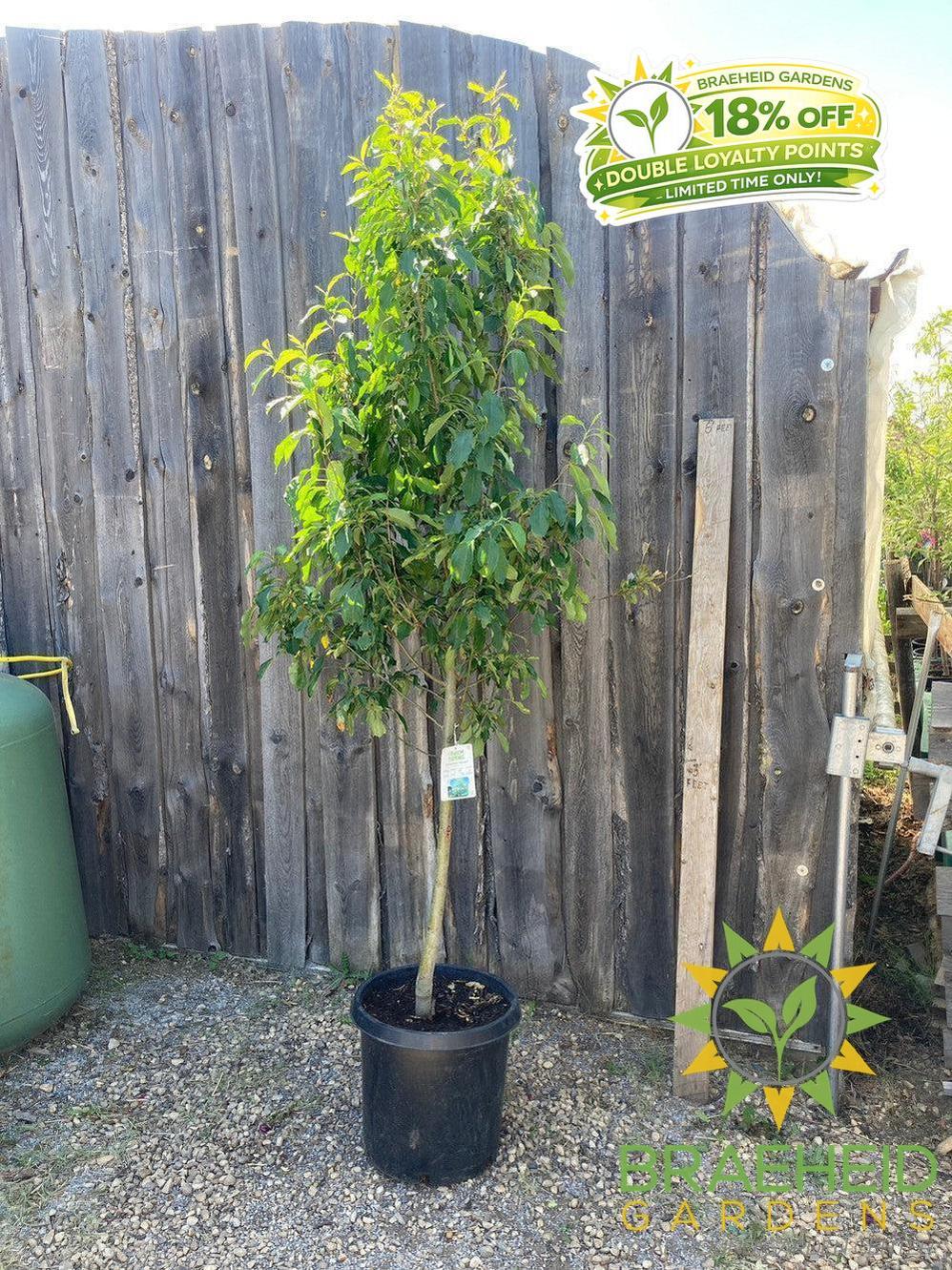 Spring Snow Crabapple (No-Fruit)- Tree for sale, Grown in Grande Prairie -Braeheid Gardens Ltd. on Emerson Trail