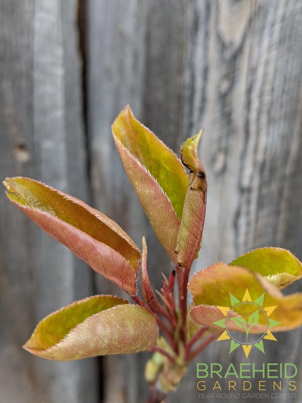 Golden Spice Pear- Tree for sale, Grown in Grande Prairie -Braeheid Gardens Ltd. on Emerson Trail