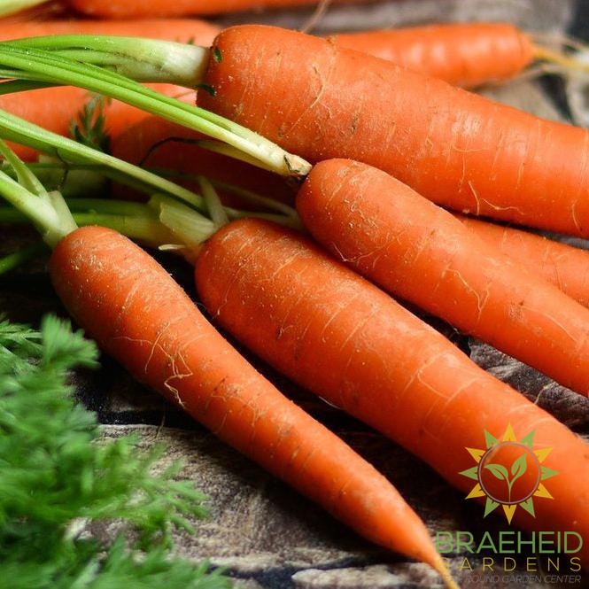 The Winter Harvest Collection