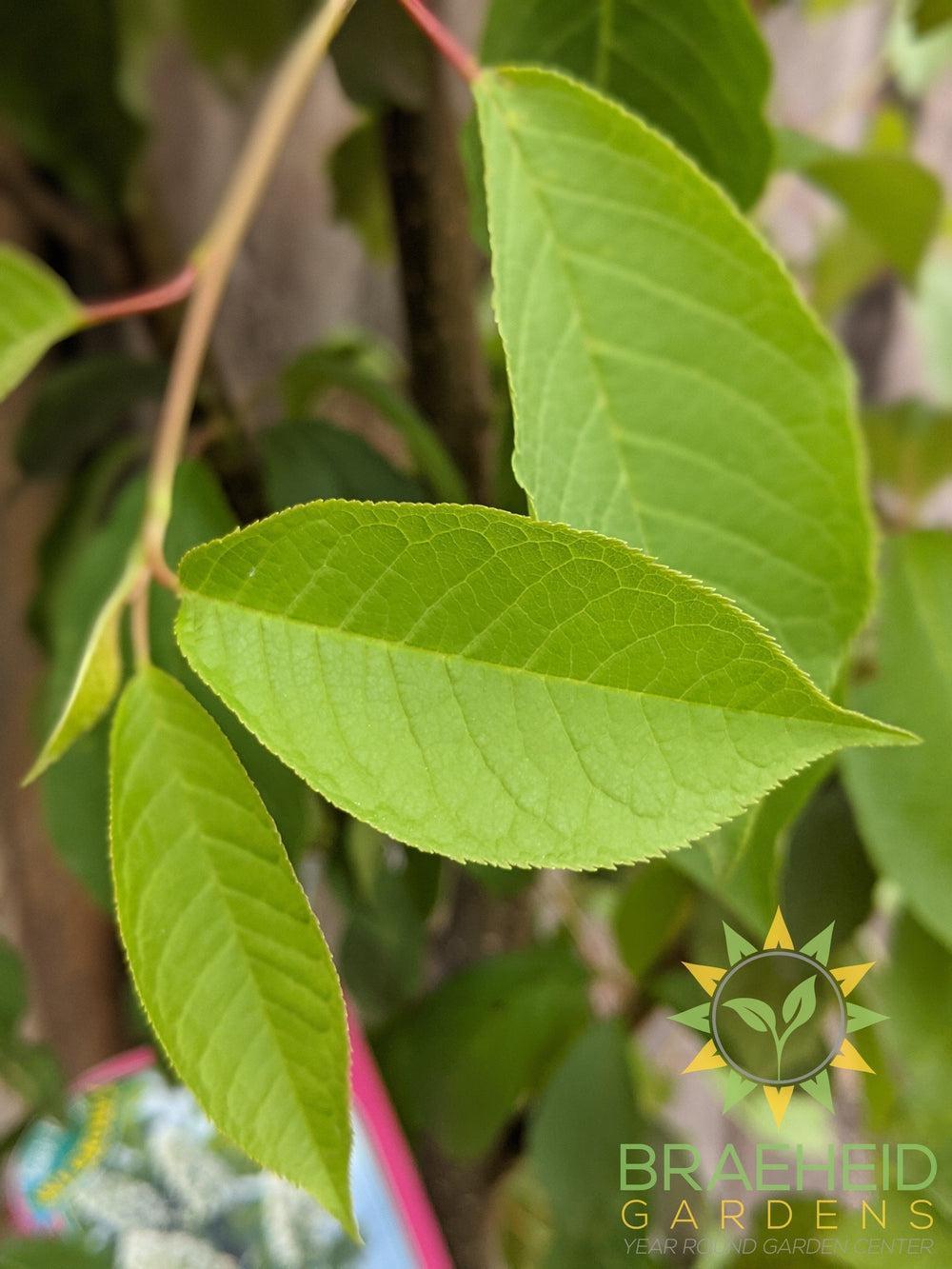 Bailey's Select Schubert Chokecherry- Tree for sale, Grown in Grande Prairie -Braeheid Gardens Ltd. on Emerson Trail