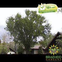 American Elm- Tree for sale, Grown in Grande Prairie -Braeheid Gardens Ltd. on Emerson Trail