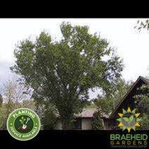American Elm- Tree for sale, Grown in Grande Prairie -Braeheid Gardens Ltd. on Emerson Trail