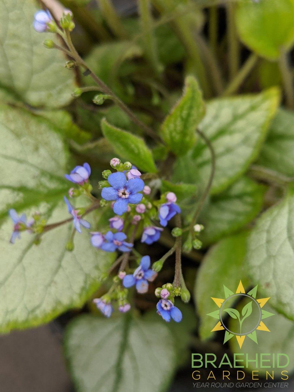 Looking Glass Brunnera