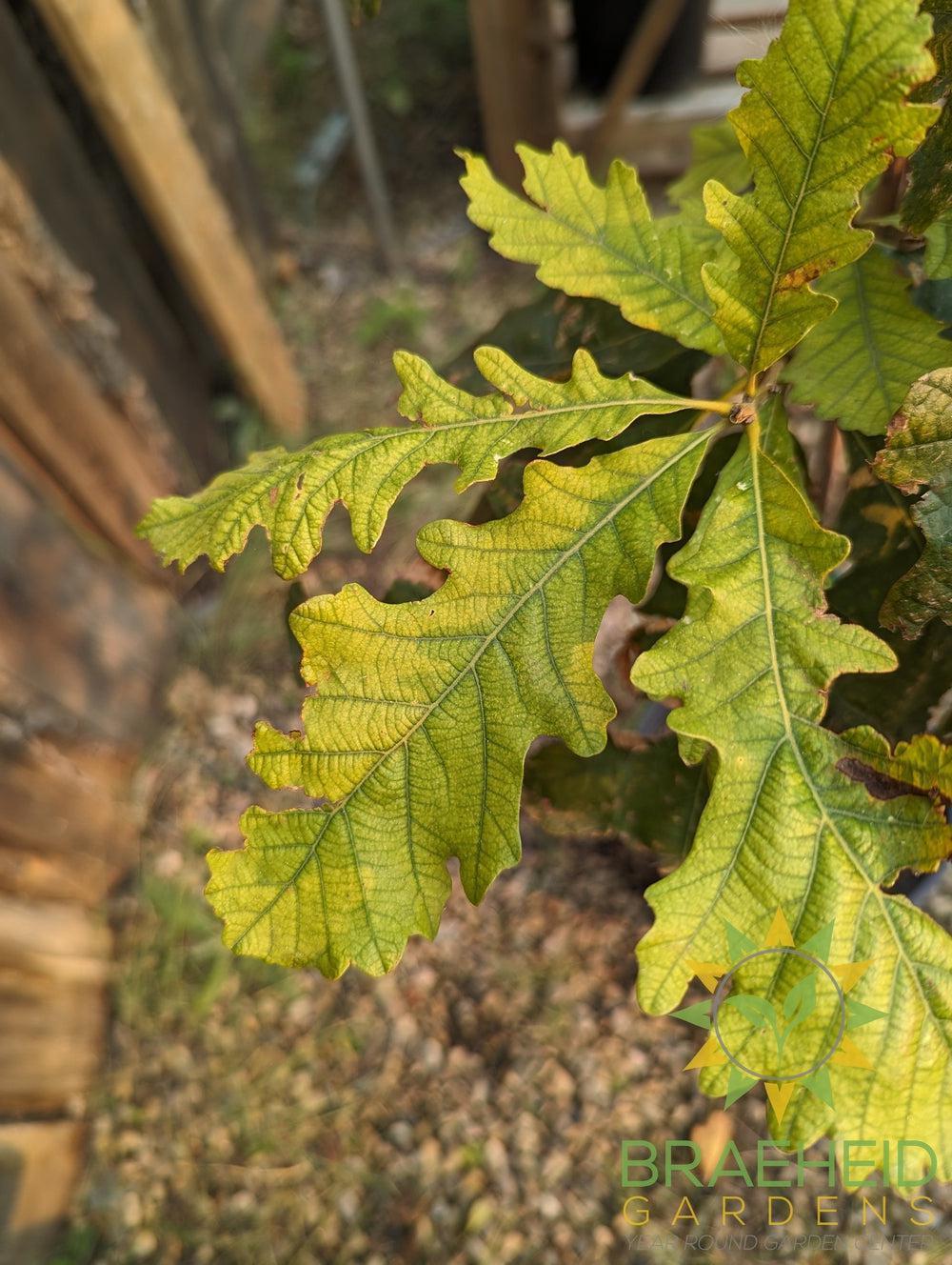 Bur Oak- Tree for sale, Grown in Grande Prairie -Braeheid Gardens Ltd. on Emerson Trail