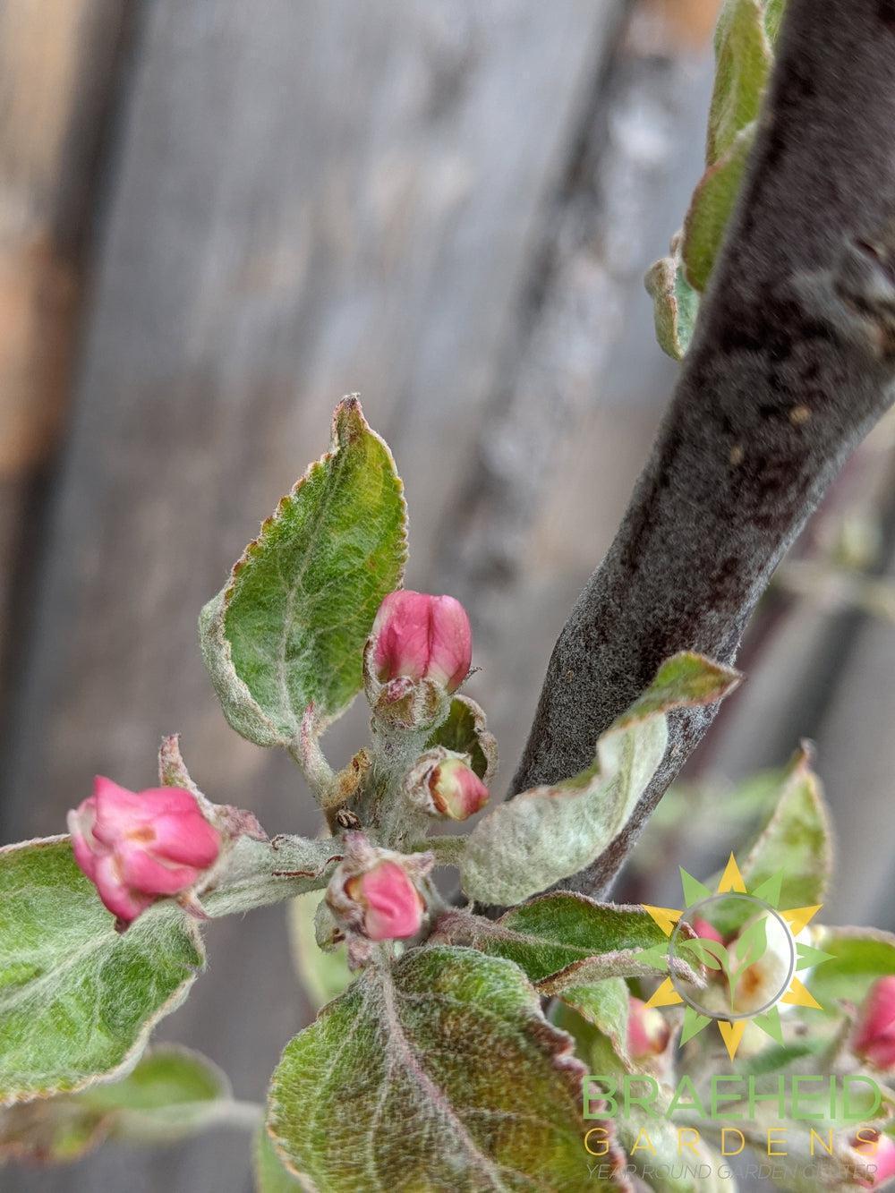 Norland Apple- Tree for sale, Grown in Grande Prairie -Braeheid Gardens Ltd. on Emerson Trail