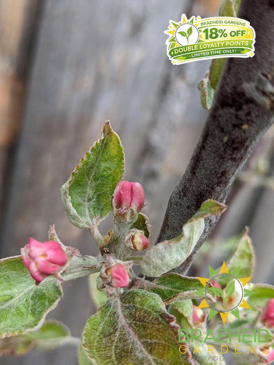 Norland Apple- Tree for sale, Grown in Grande Prairie -Braeheid Gardens Ltd. on Emerson Trail