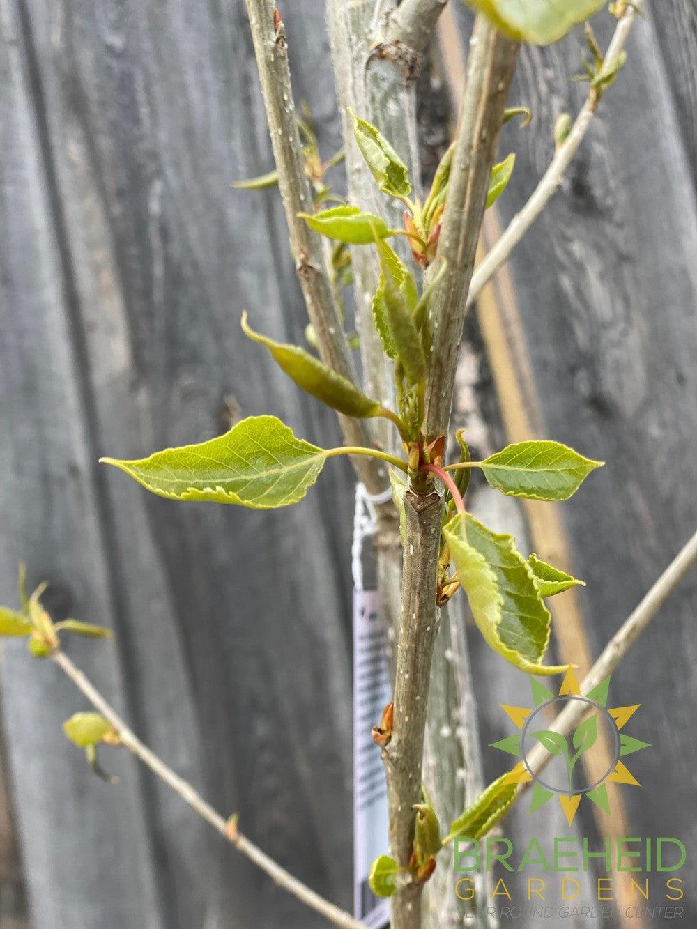 AC-Sundancer™ Poplar- Tree for sale, Grown in Grande Prairie -Braeheid Gardens Ltd. on Emerson Trail