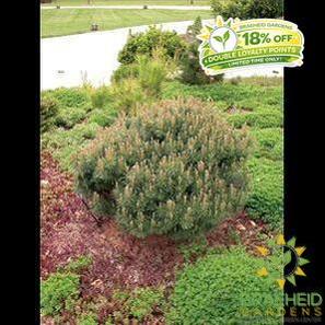 Dwarf Blue Scotch Pine