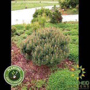 Dwarf Blue Scotch Pine