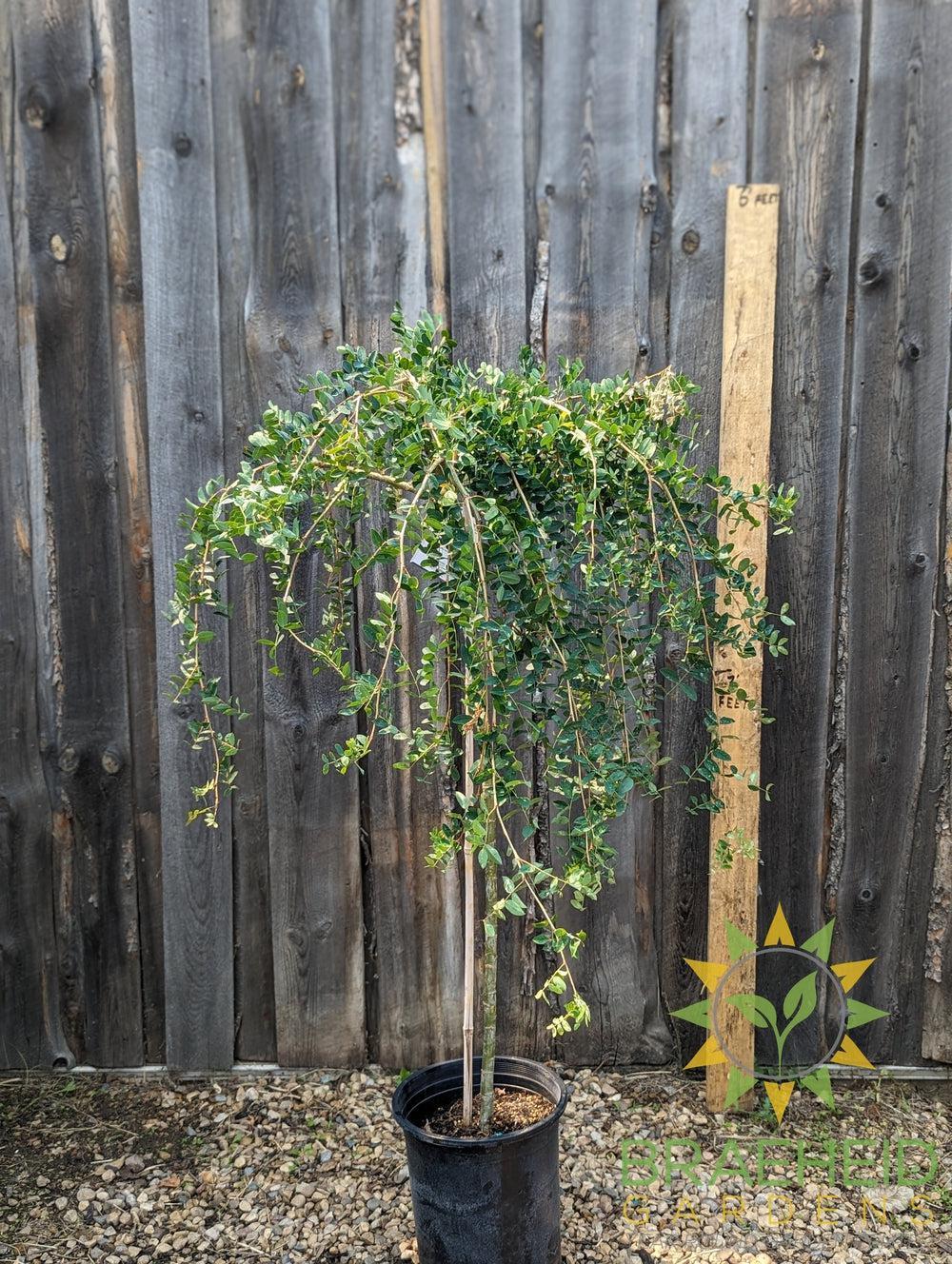 Weeping Caragana- Tree for sale, Grown in Grande Prairie -Braeheid Gardens Ltd. on Emerson Trail