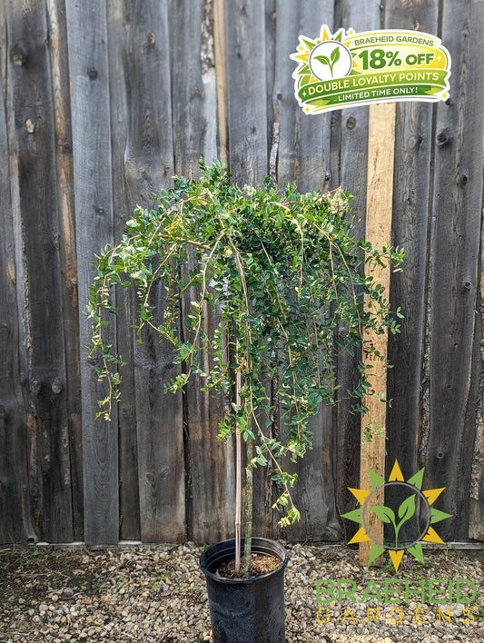 Weeping Caragana- Tree for sale, Grown in Grande Prairie -Braeheid Gardens Ltd. on Emerson Trail