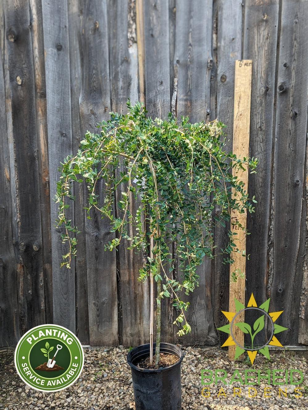 Weeping Caragana- Tree for sale, Grown in Grande Prairie -Braeheid Gardens Ltd. on Emerson Trail
