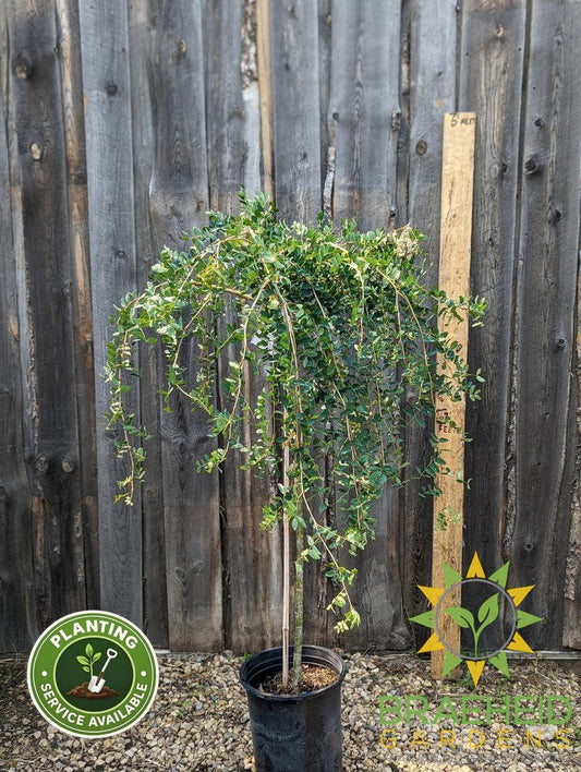 Weeping Caragana- Tree for sale, Grown in Grande Prairie -Braeheid Gardens Ltd. on Emerson Trail