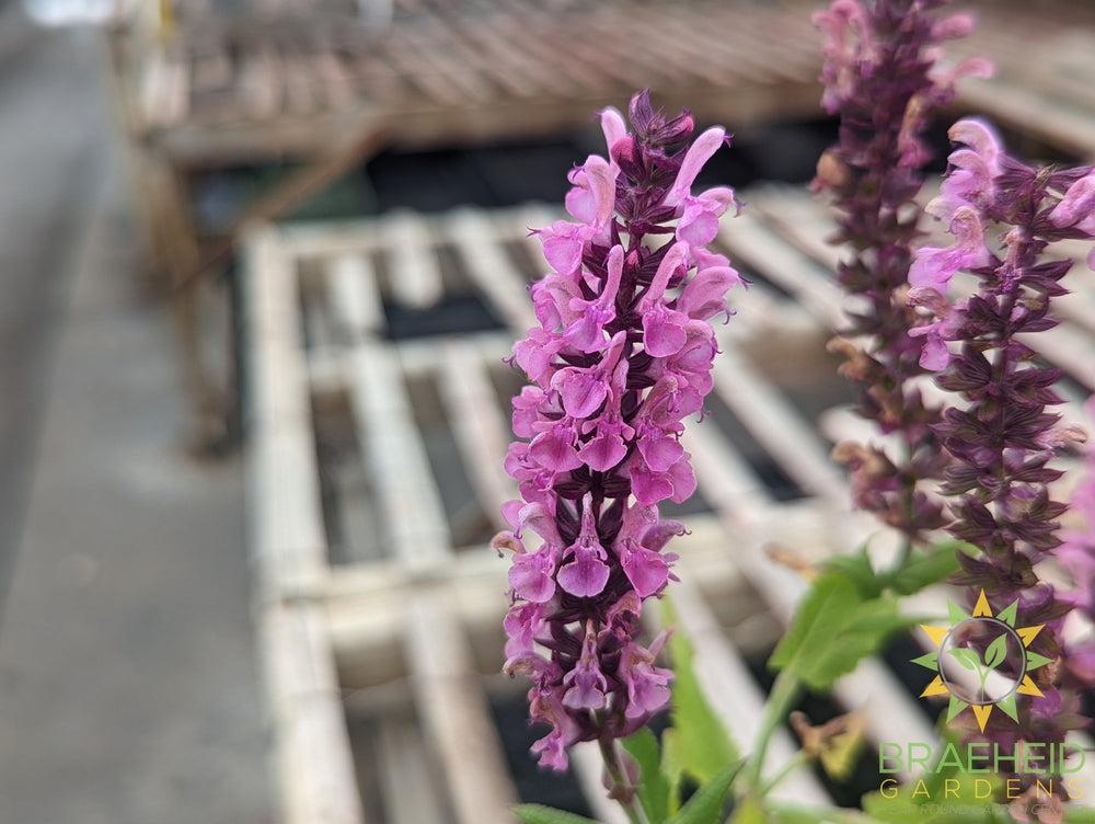 Salvia Sensation 'Deep Rose' - NO SHIP -