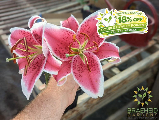 Oriental Lily Starfighter - NO SHIP -