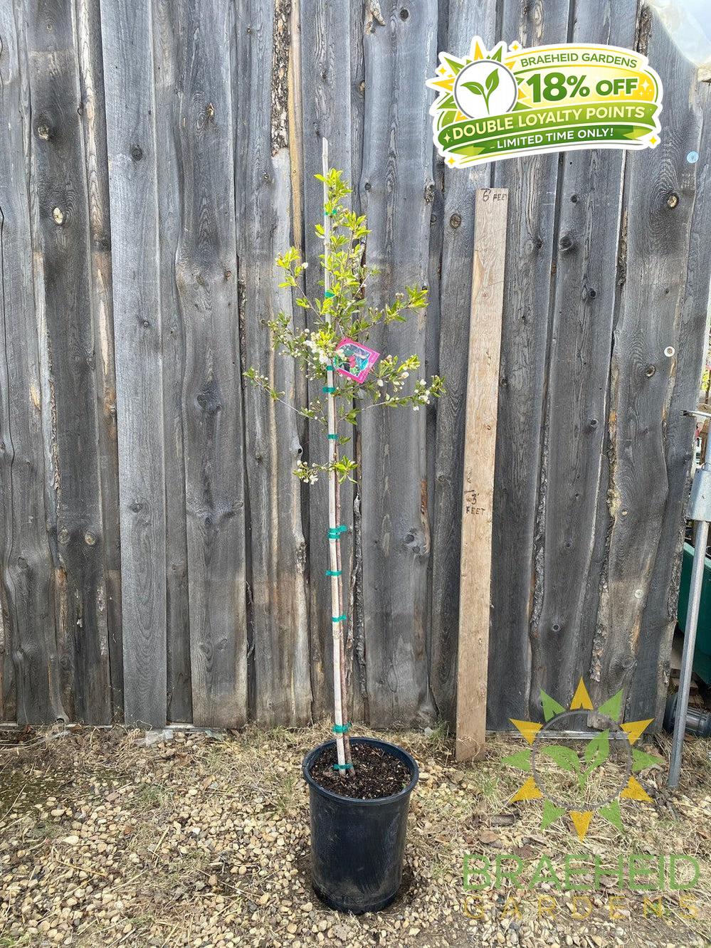 Juliet Cherry Tree- Tree for sale, Grown in Grande Prairie -Braeheid Gardens Ltd. on Emerson Trail