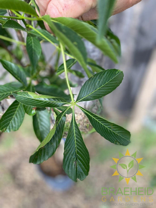 Autumn Splendor Buckeye- Tree for sale, Grown in Grande Prairie -Braeheid Gardens Ltd. on Emerson Trail