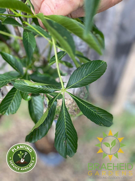 Autumn Splendor Buckeye- Tree for sale, Grown in Grande Prairie -Braeheid Gardens Ltd. on Emerson Trail