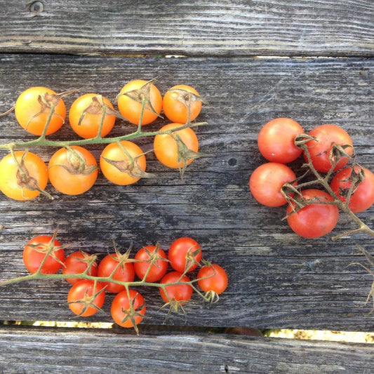 Cherry Tomato Mix
