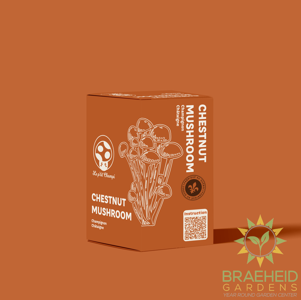 Chestnut Mushroom Kit