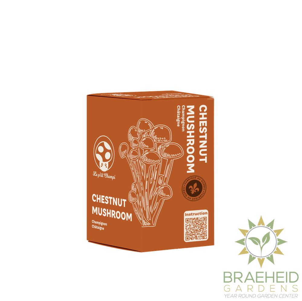 Chestnut Mushroom Kit