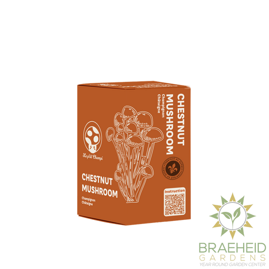 Chestnut Mushroom Kit