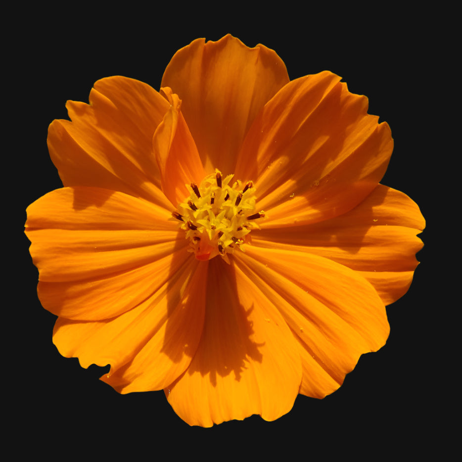 Orange Cosmos