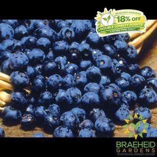 Buy Northblue Blueberry an Edible Shrub in Grande Prairie Alberta - Braeheid Gardens Ltd.