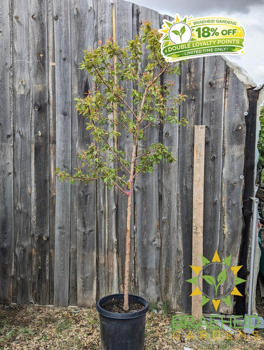 Casino™ Apricot- Tree for sale, Grown in Grande Prairie -Braeheid Gardens Ltd. on Emerson Trail
