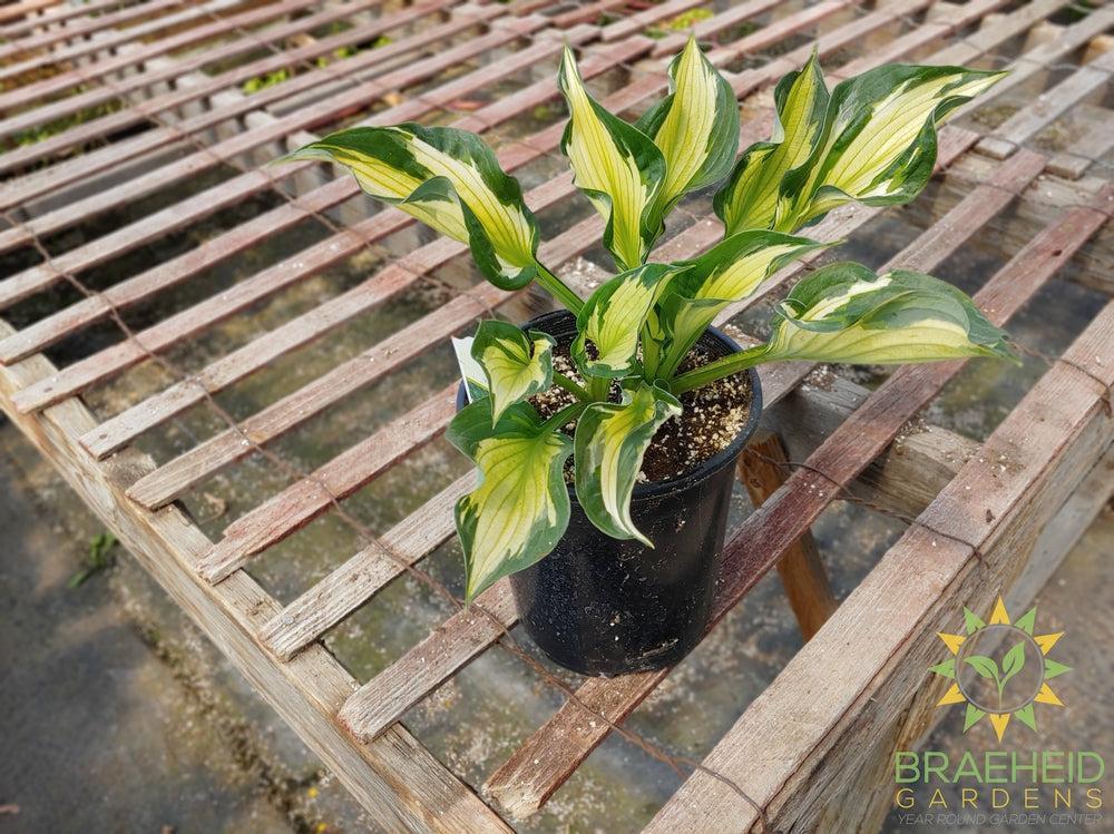 Hosta 'Whirlwind' - NO SHIP -