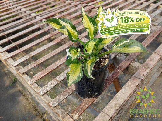 Hosta 'Whirlwind' - NO SHIP -