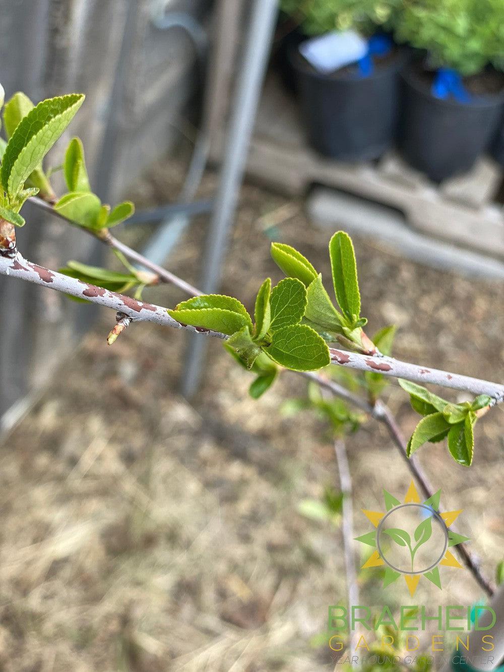 Valentine Cherry Tree- Tree for sale, Grown in Grande Prairie -Braeheid Gardens Ltd. on Emerson Trail