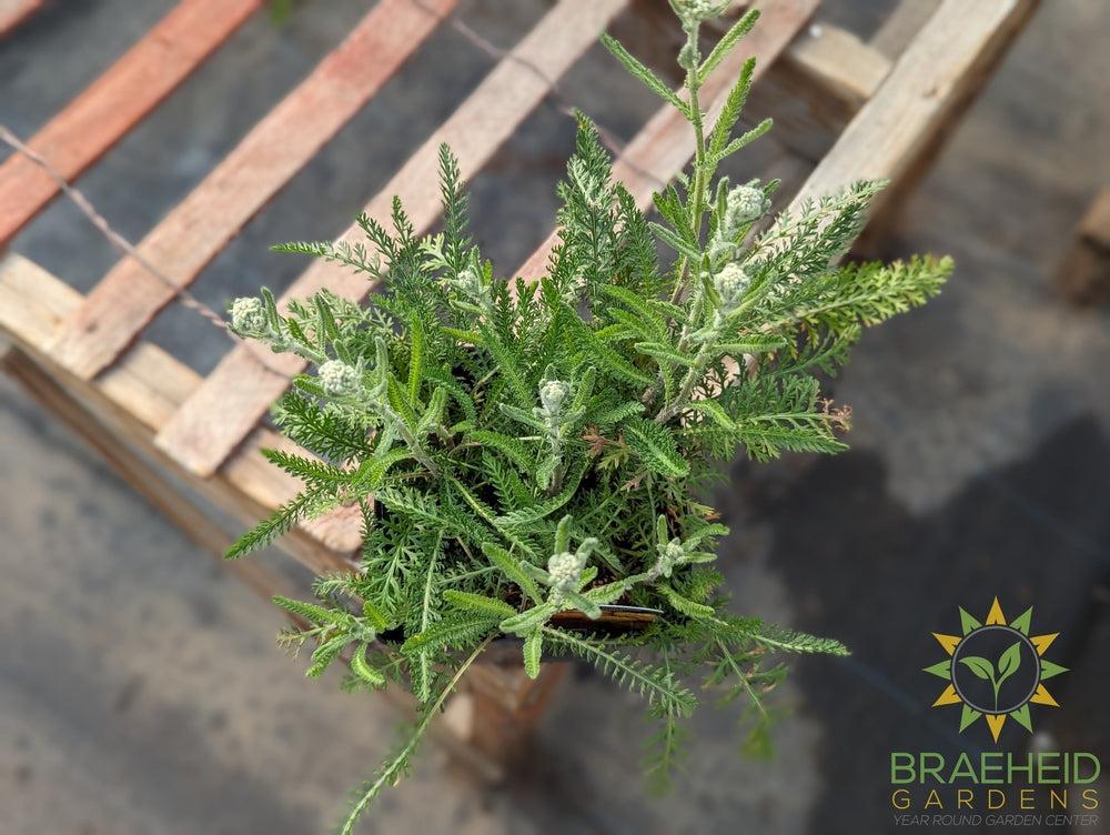 Yarrow Achillea Terracotta - NO SHIP -