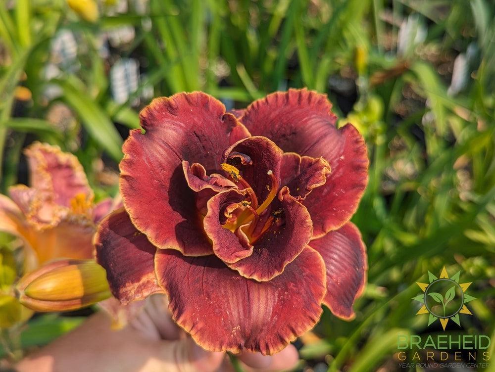 Daylily 'Night Embers' - NO SHIP -