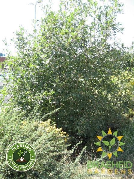 Rocky Mountain White Oak- Tree for sale, Grown in Grande Prairie -Braeheid Gardens Ltd. on Emerson Trail