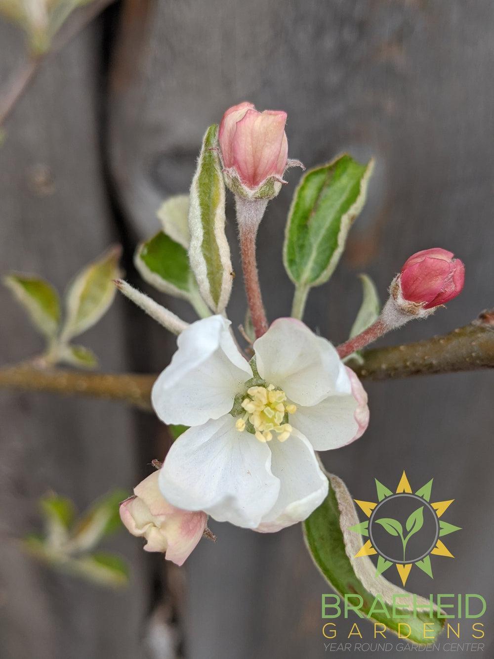 Honeycrisp Apple- Tree for sale, Grown in Grande Prairie -Braeheid Gardens Ltd. on Emerson Trail