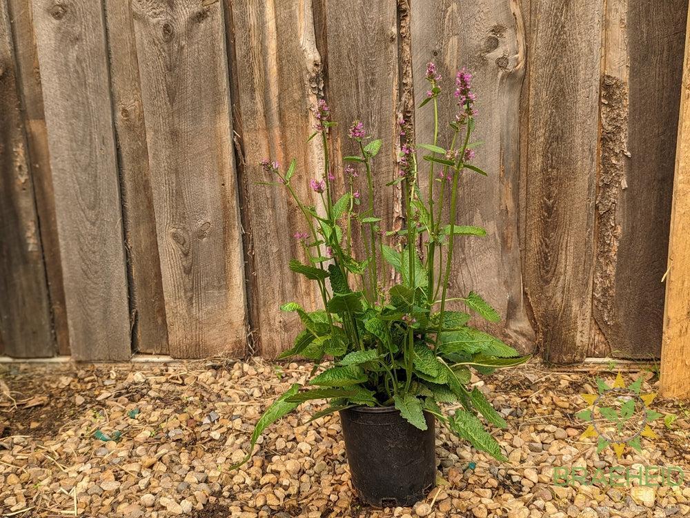 Stachys monieri  Alpine Betony