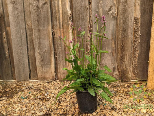 Stachys monieri  Alpine Betony